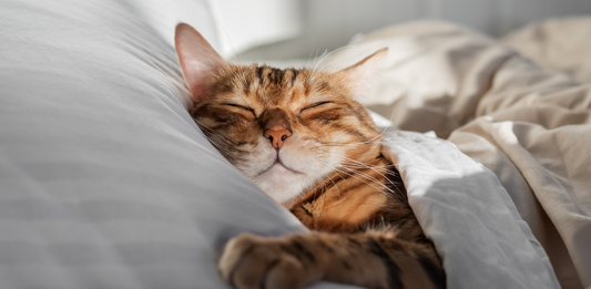 Why Toys Are Essential for Your Pet’s Mental Health