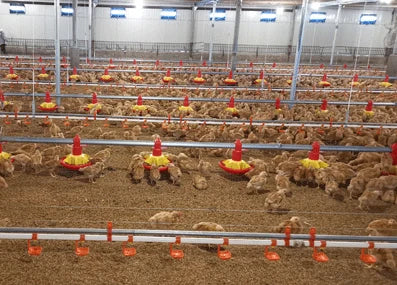 Chicken Feeding System In Broiler Coop Shed For Poultry Farm With Automatic Feeder And Drinker
