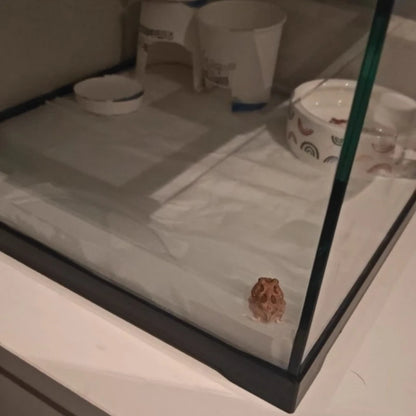 Professional glass reptile terrarium for chameleon,lizard,and snake,suitable for horned frog and water turtle,clear ventilation