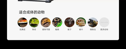 Rainforest Glass Terrarium for Reptiles Snake Tree Frog Bearded Dragon Lizard Gecko Spider Habitat Tank with Decorations