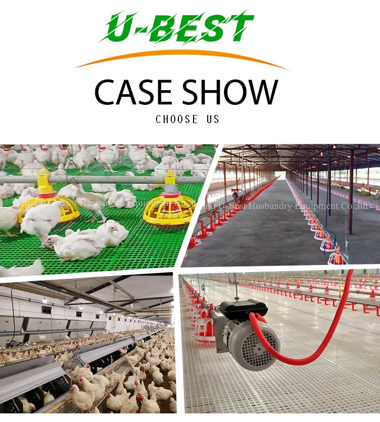 Chicken Feeding System In Broiler Coop Shed For Poultry Farm With Automatic Feeder And Drinker