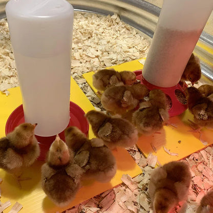 1L Poultry New Thickened Feeder and Drinker Chicken Feeder Bucket Automatic Water Food Dispenser Chick Drinker Feeding Bucket