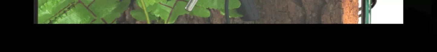 Rainforest Glass Terrarium for Reptiles Snake Tree Frog Bearded Dragon Lizard Gecko Spider Habitat Tank with Decorations