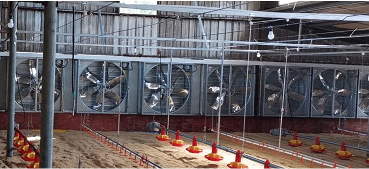 Chicken Feeding System In Broiler Coop Shed For Poultry Farm With Automatic Feeder And Drinker