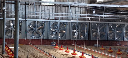 Chicken Feeding System In Broiler Coop Shed For Poultry Farm With Automatic Feeder And Drinker
