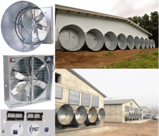 Chicken Feeding System In Broiler Coop Shed For Poultry Farm With Automatic Feeder And Drinker