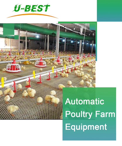 Chicken Feeding System In Broiler Coop Shed For Poultry Farm With Automatic Feeder And Drinker