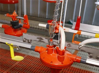 Chicken Feeding System In Broiler Coop Shed For Poultry Farm With Automatic Feeder And Drinker