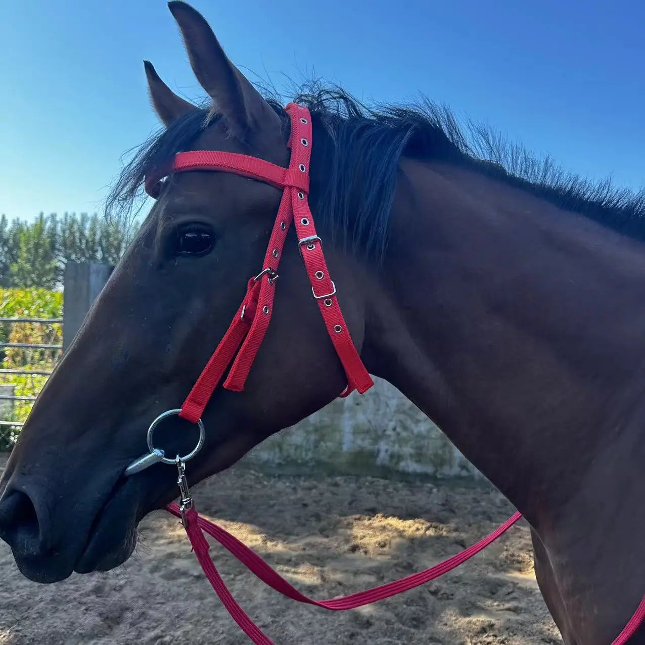 Horse Bridle Harness Set – PU Leather Headstall, Reins, Bit – Adjustable Equestrian Training Gear, Riding Accessories for Horses