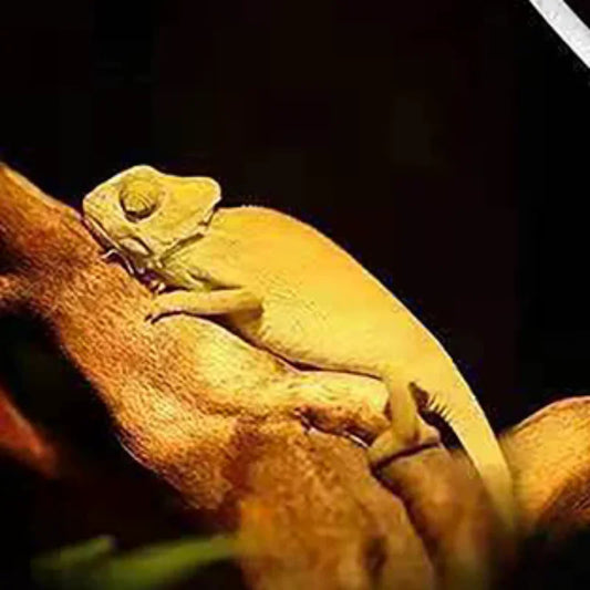 1Pc 220-240V Far Infrared Heating Lamp Black Ceramic E27 Pet Warmer Bulb Brooder Chickens Tortoise Lizard Reptile Light 20-80W