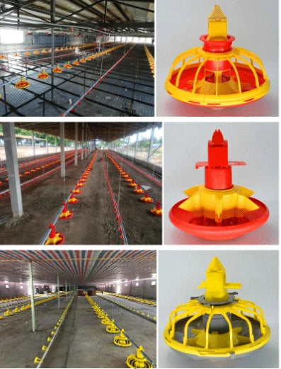 Chicken Feeding System In Broiler Coop Shed For Poultry Farm With Automatic Feeder And Drinker