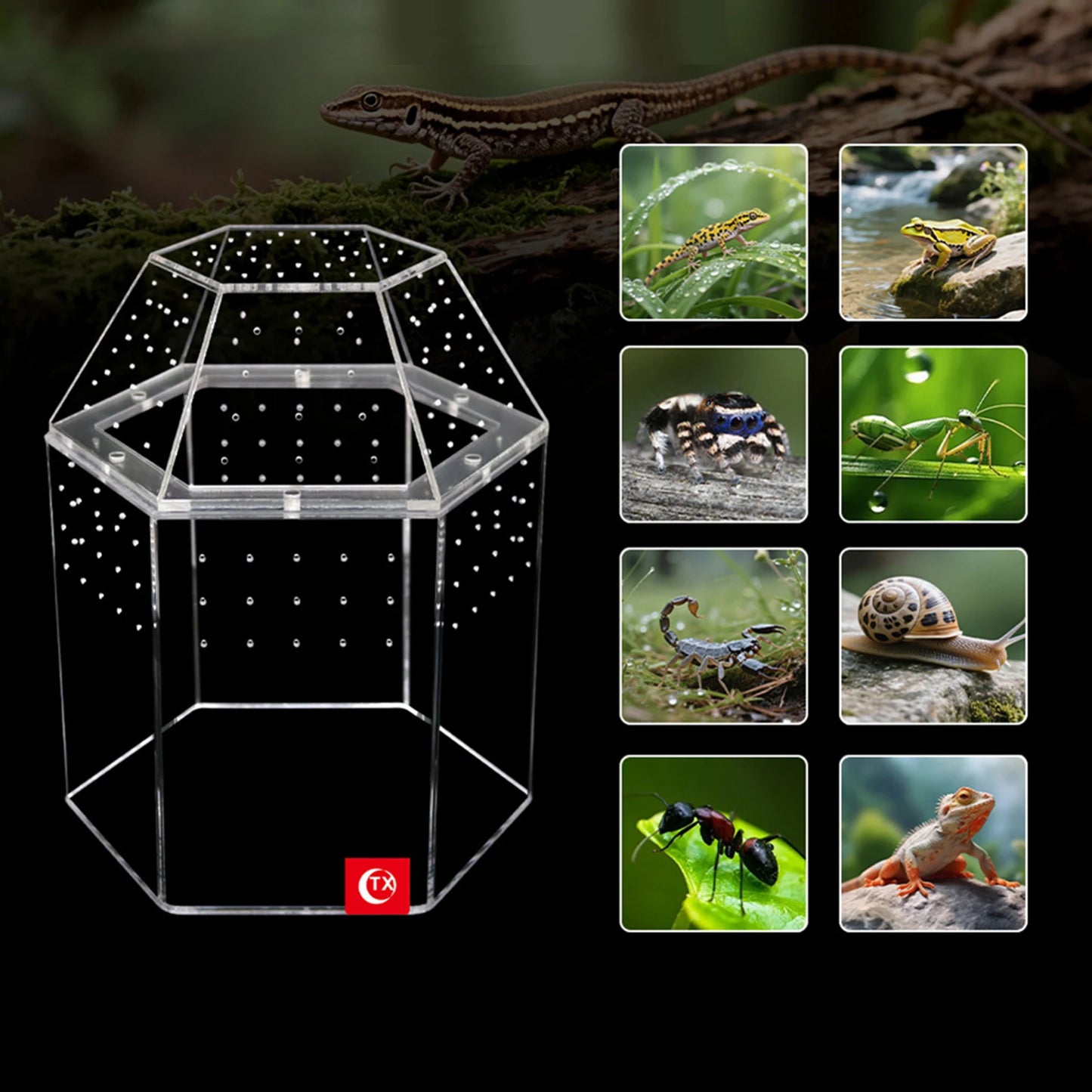 Jumping Spider Enclosure Acrylic Tortoise Enclosure Full Transparency Bug Terrarium for Spiders Tarantulas Snail Lizard Reptiles