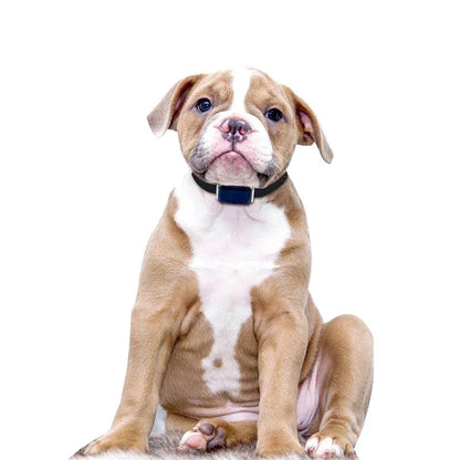 Waterproof Pet GPS Tracker System Locator CatS Dogs Puppy Adjustable Collar Real-Time Call Remote Control GPS Locator
